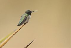 Black-chinned Hummingbird